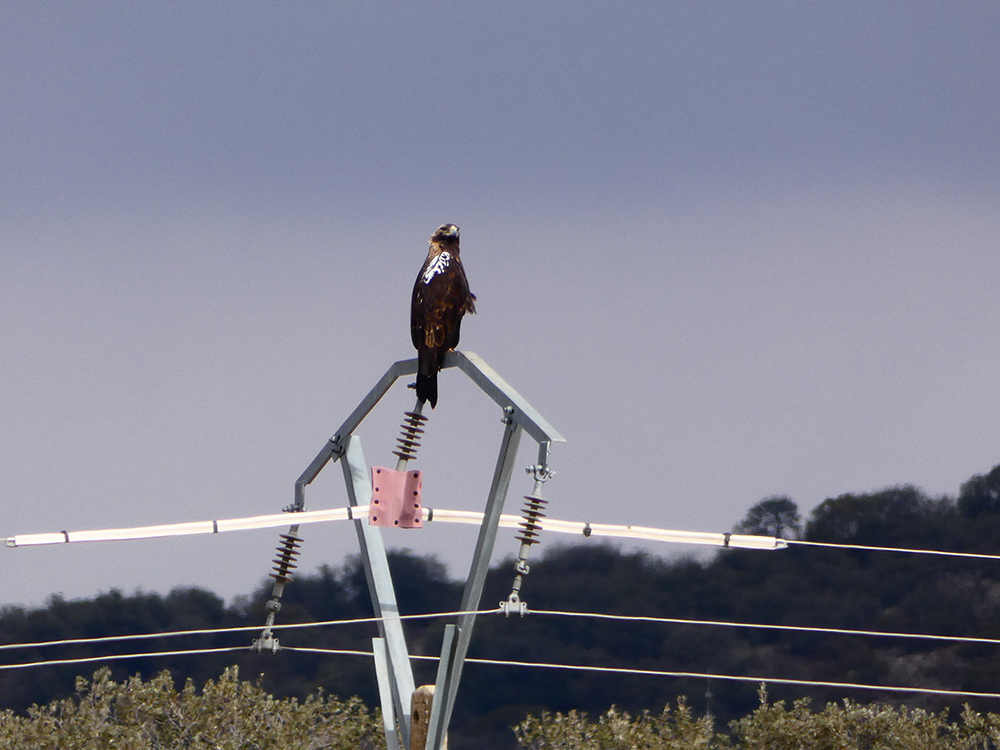 aguila imperial posada MEDIA