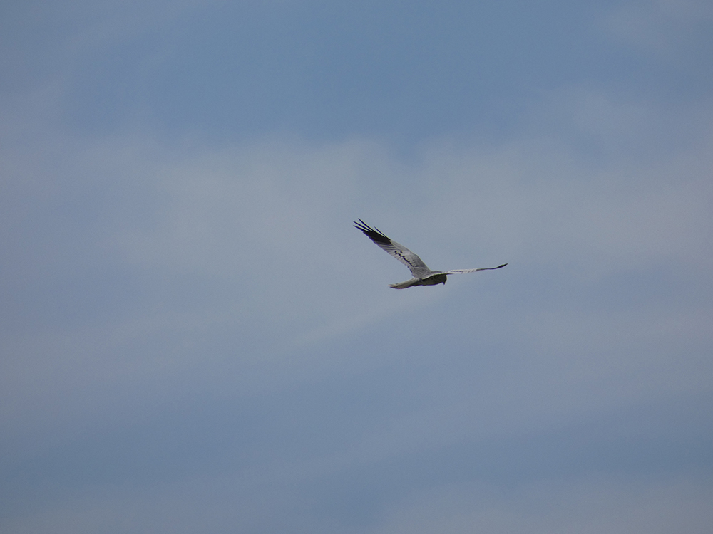 aguilucho cenizo (1) MEDIA