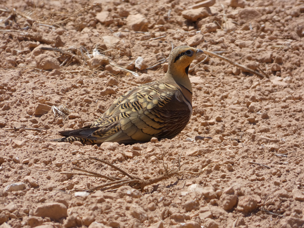 ganga ibéroca MEDIA
